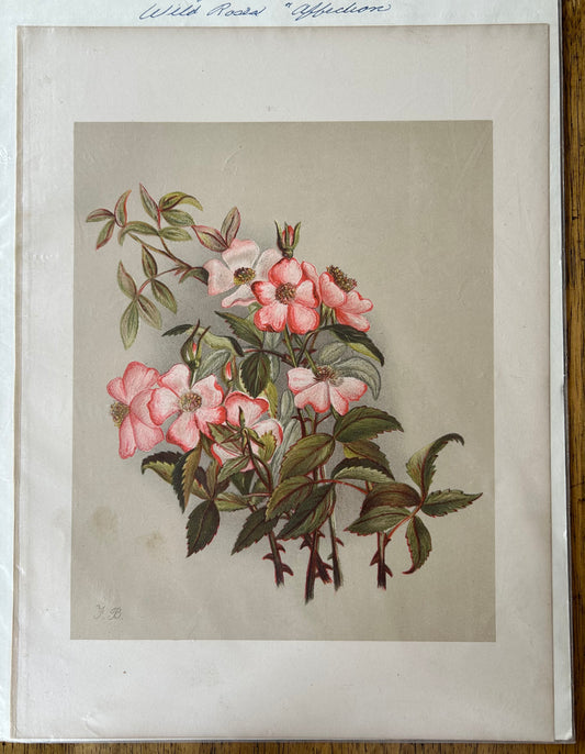 "Wild Roses" Print from "Gleanings from the Fields of Life, An Old Year Reverie" by Florence Baily