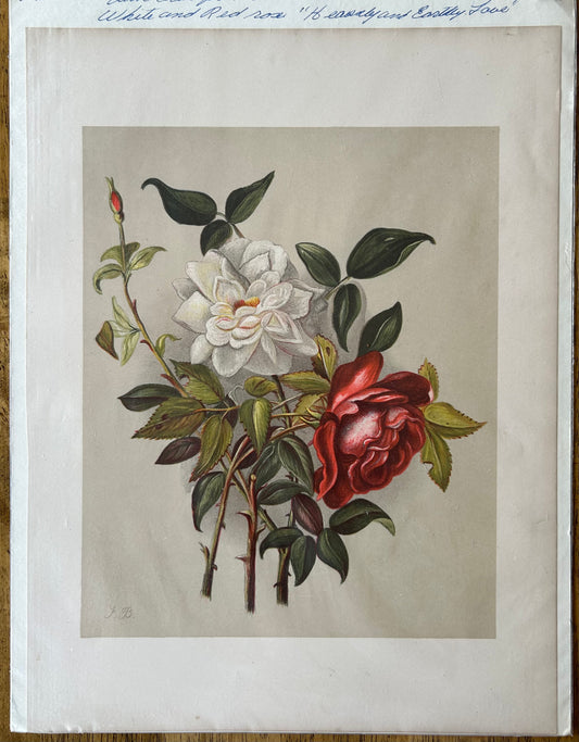 "White and Red Rose" Print from "Gleanings from the Fields of Life, An Old Year Reverie" by Florence Baily