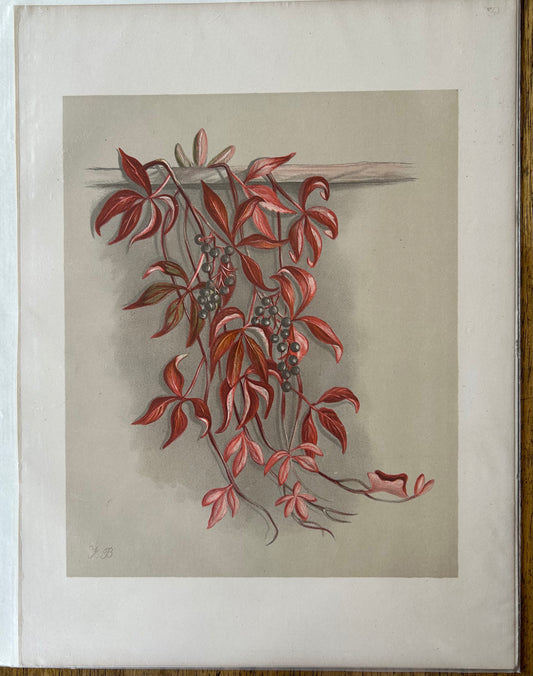 "Autumn Leaves" Print from "Gleanings from the Fields of Life, An Old Year Reverie" by Florence Baily