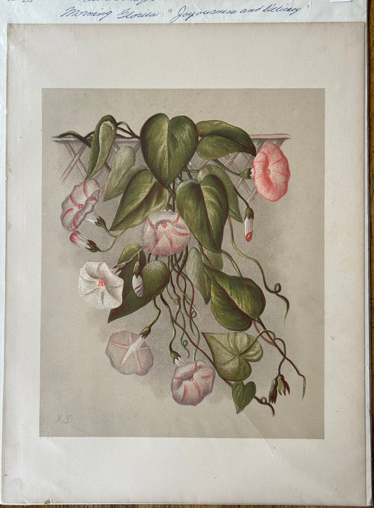 "Morning Glories" Print from "Gleanings from the Fields of Life, An Old Year Reverie" by Florence Baily